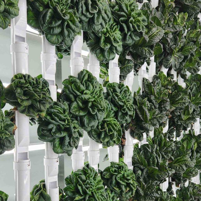 Barham Villas Farm Box