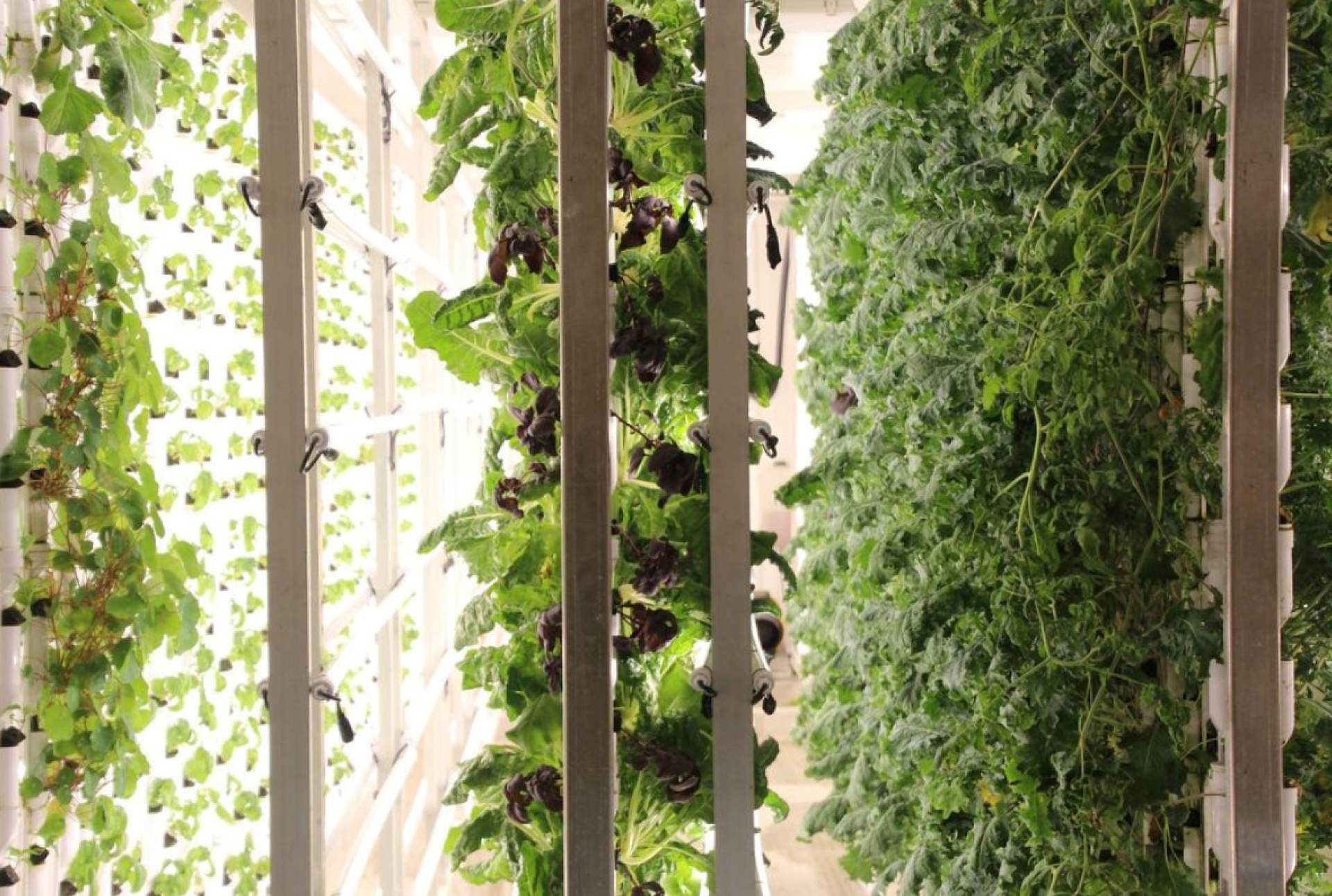 Vertical Hydroponic Farm 2a
