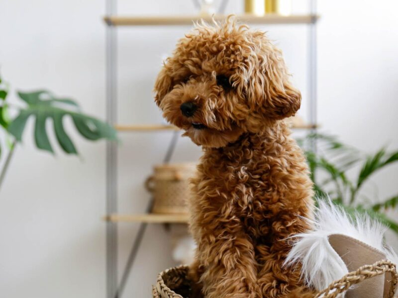 Blake apartments pet friendly