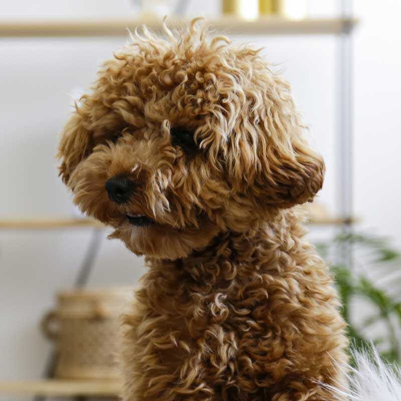 Faq thumb cute brown dog pet friendly