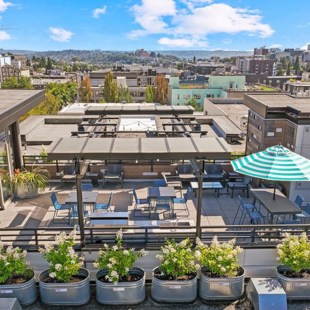 Collins on pine rooftop view2