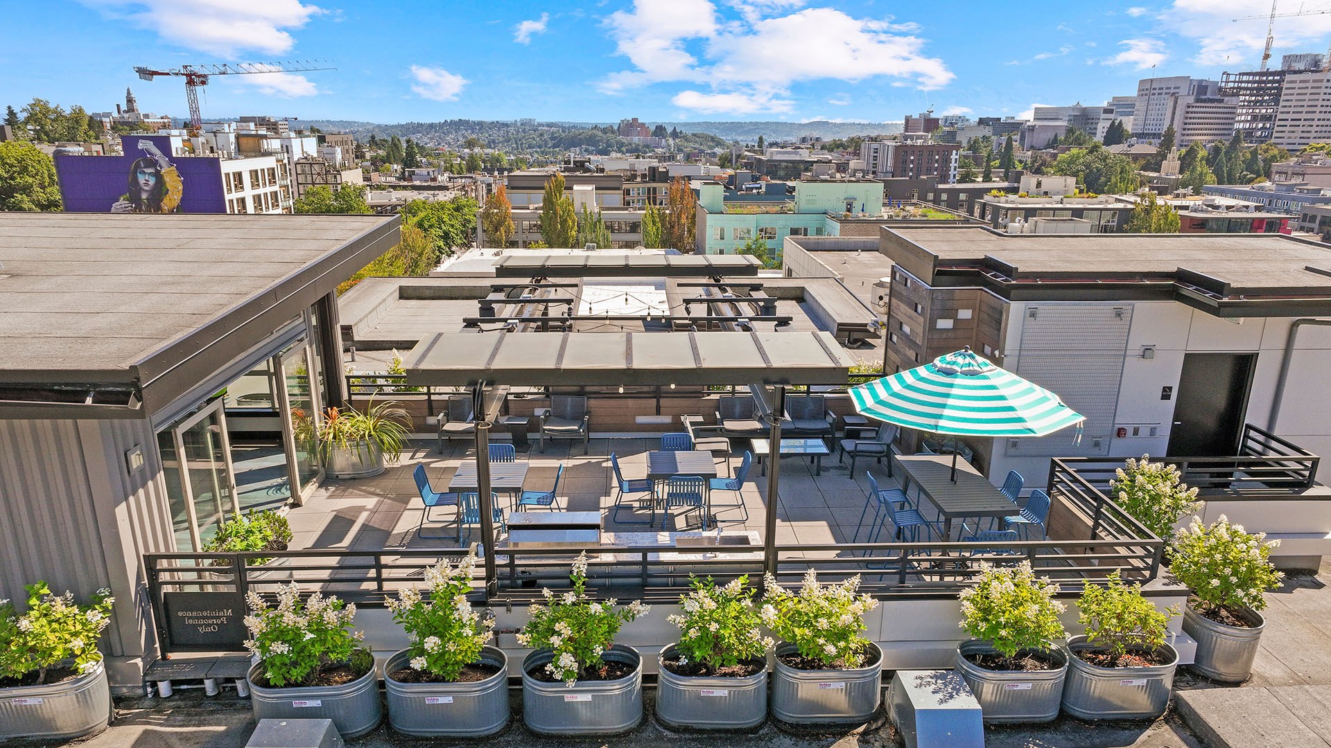 Collins on pine rooftop view2
