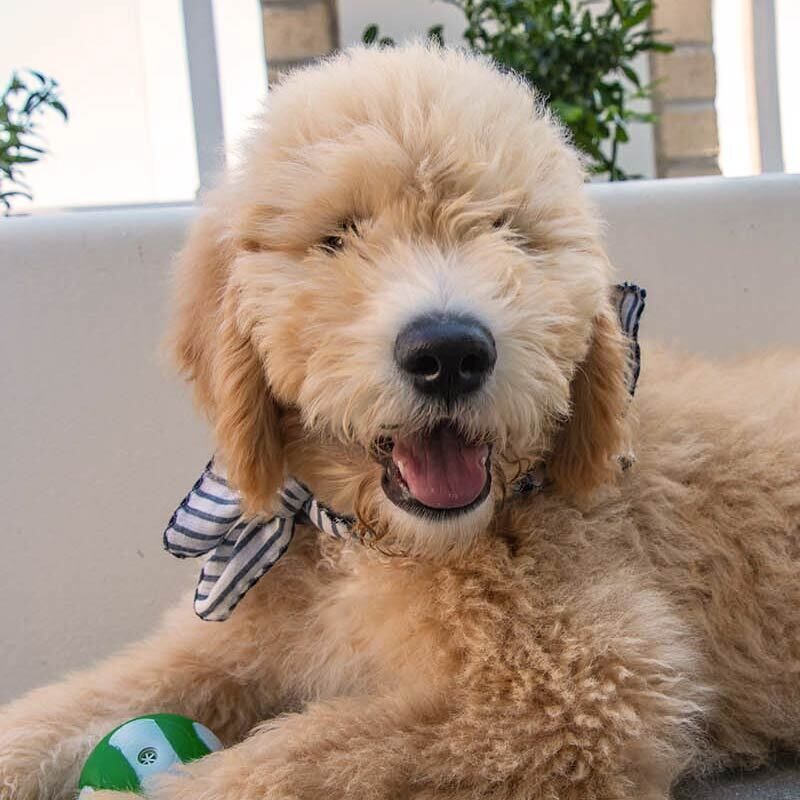 Faq thumb pet friendly