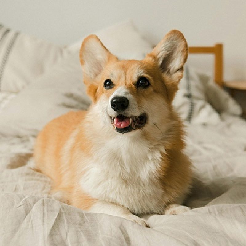 Pet friendly link pexels ekaterina bolovtsova 5264086