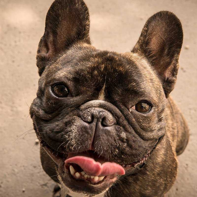 Faq thumb pet friendly