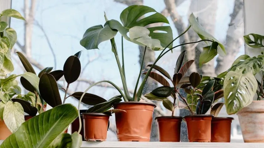 Newsletter 69a8c858cbb10 stockimg 2 7663996 4d6df48a8b0f1156