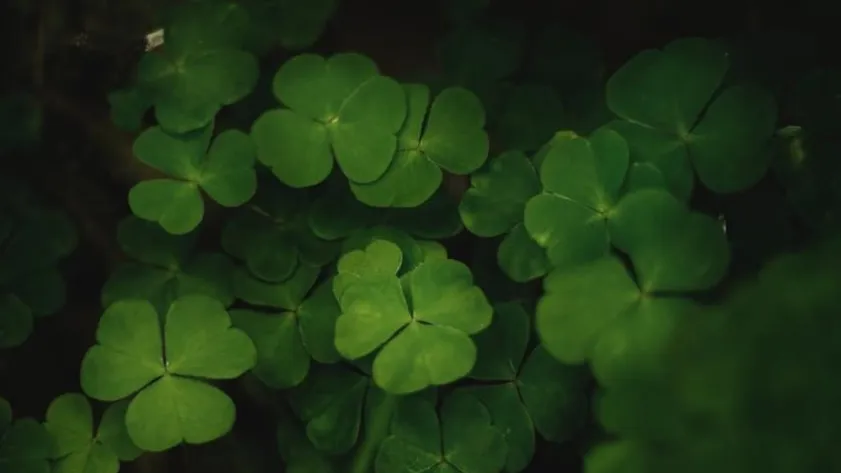 Newsletter 69a6018a3a502 stockimg 2 8134141 ec949ba7d7728d6c