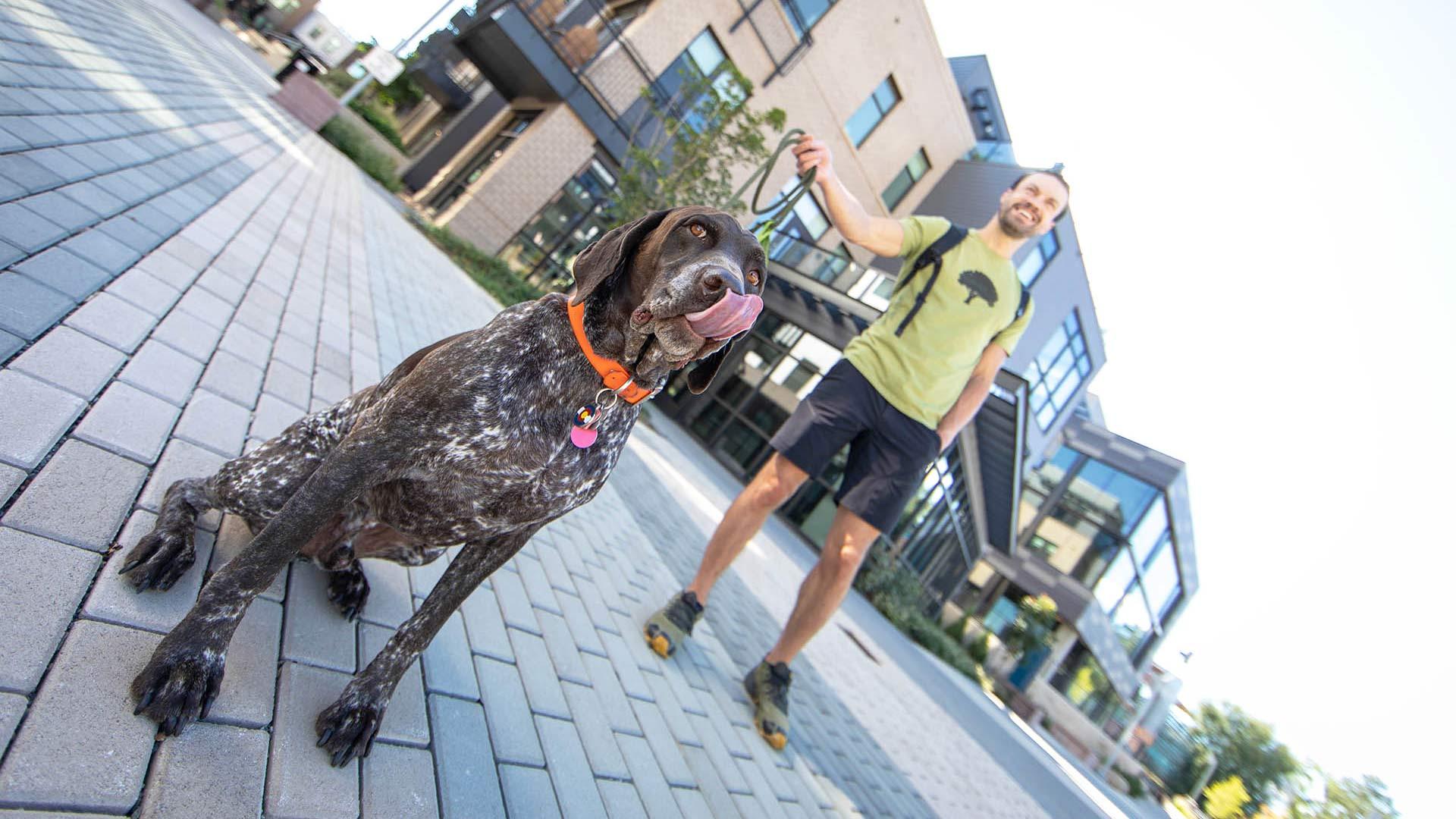 Reve lifestyle man walking dog