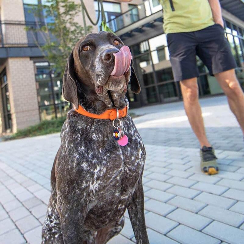 Faq thumb pet friendly