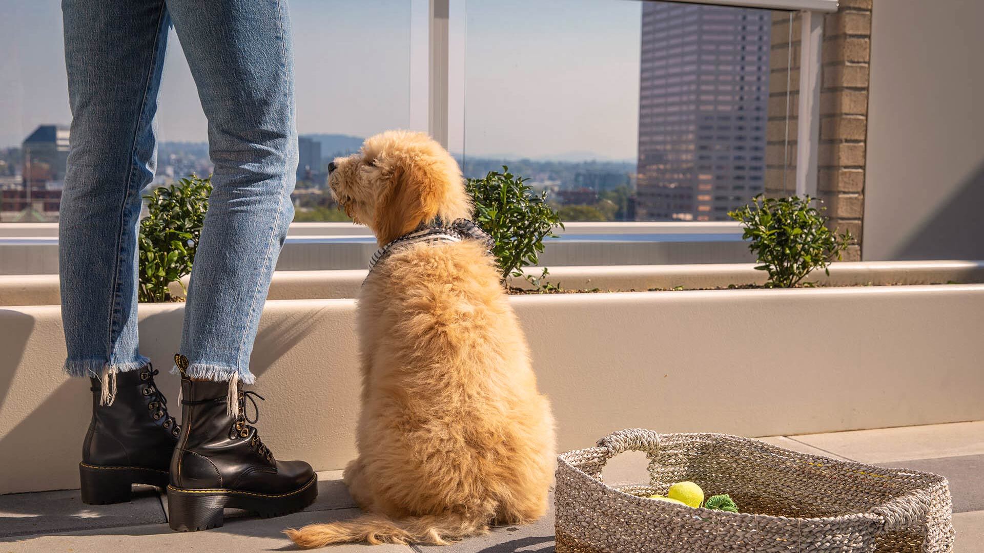 Goss pet friendly 1