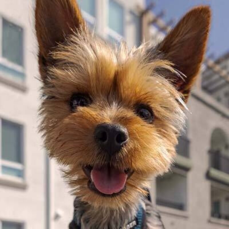 0923 upland pet friendly view 2 thumb