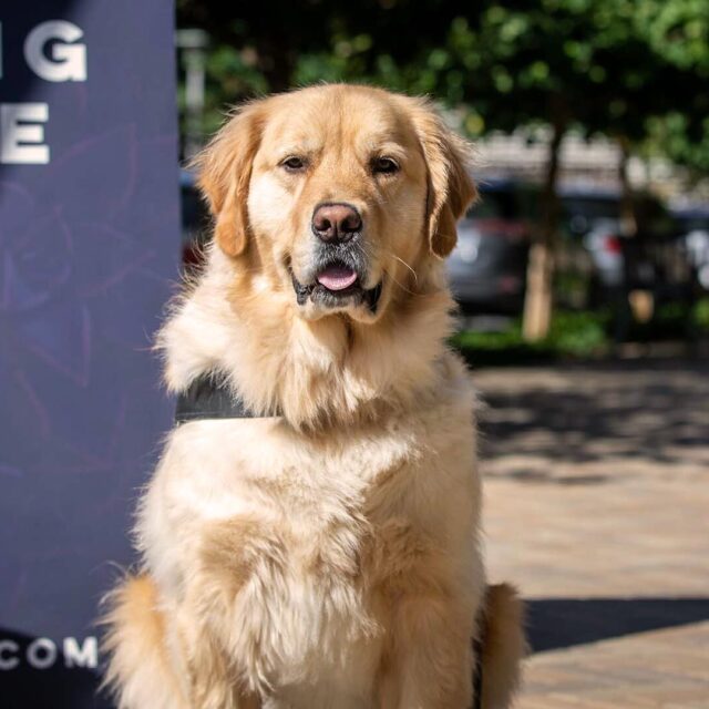 Vilara community happy dog